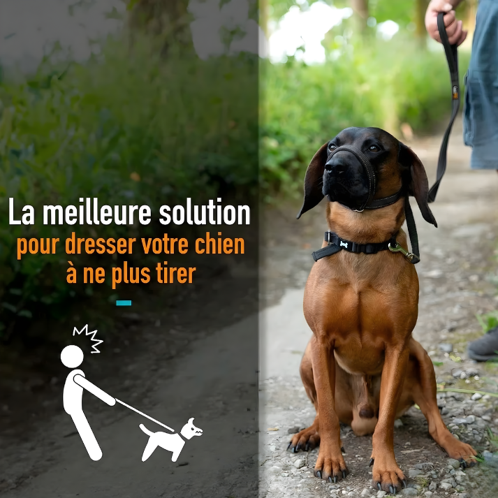 Laisse anti-traction | Coussinet Club™