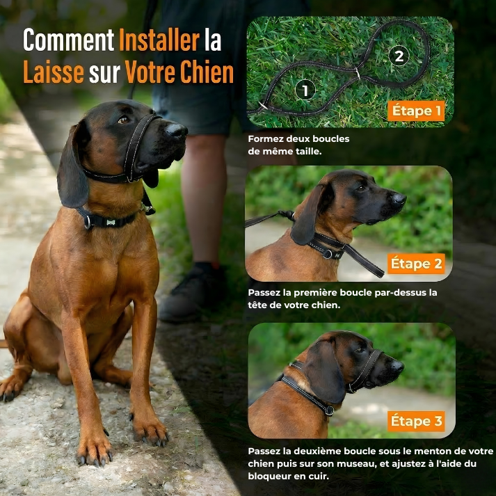 Laisse anti-traction | Coussinet Club™